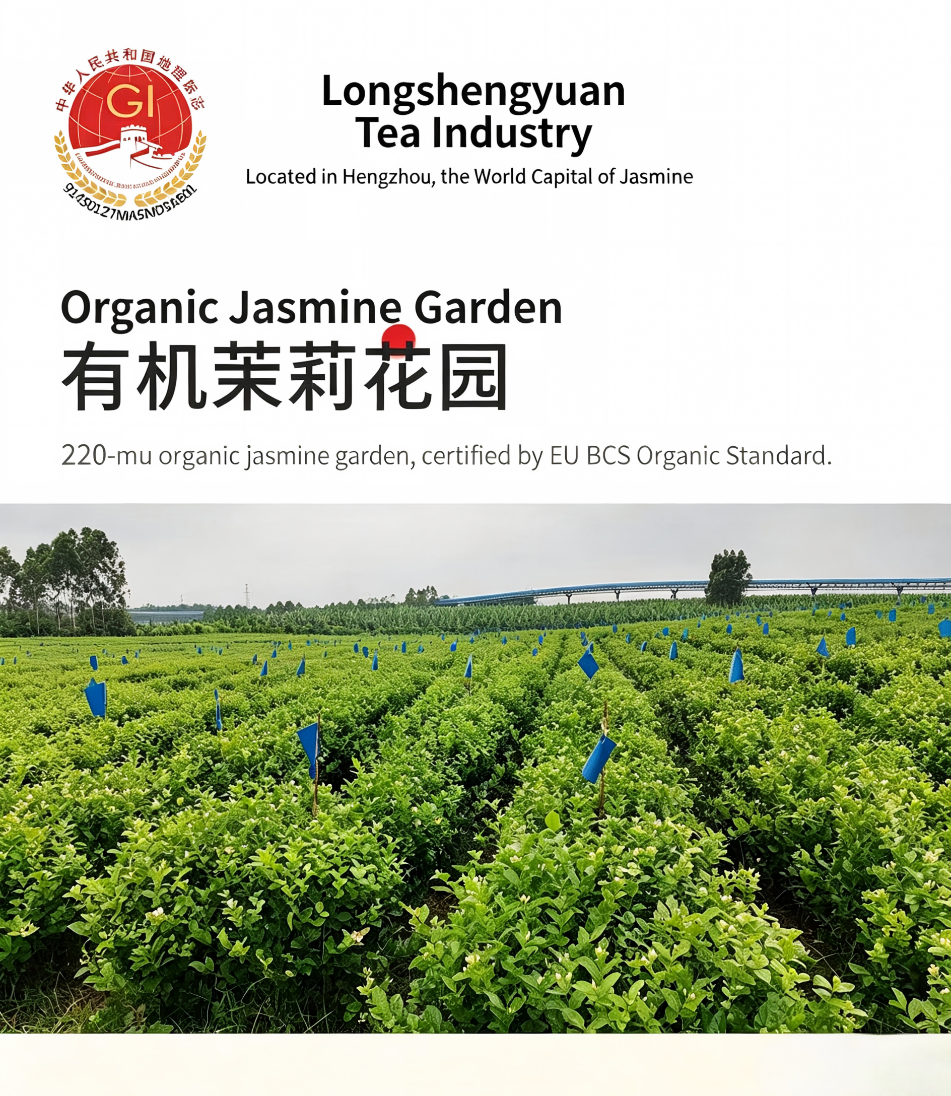 Four Centuries of Hengzhou Jasmine